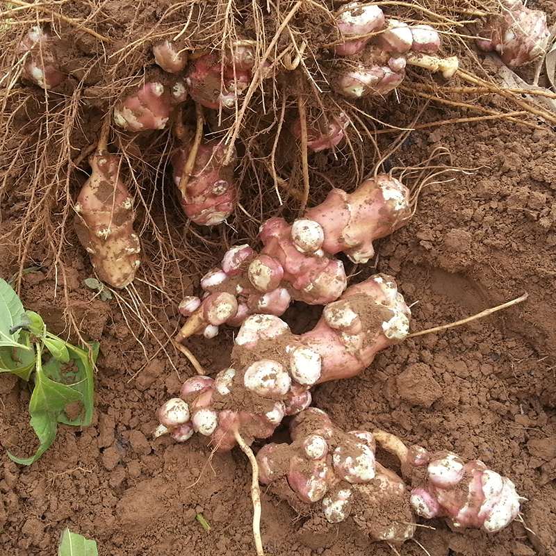 红皮洋姜新鲜红果皮鬼子姜菊芋头姜不辣9斤