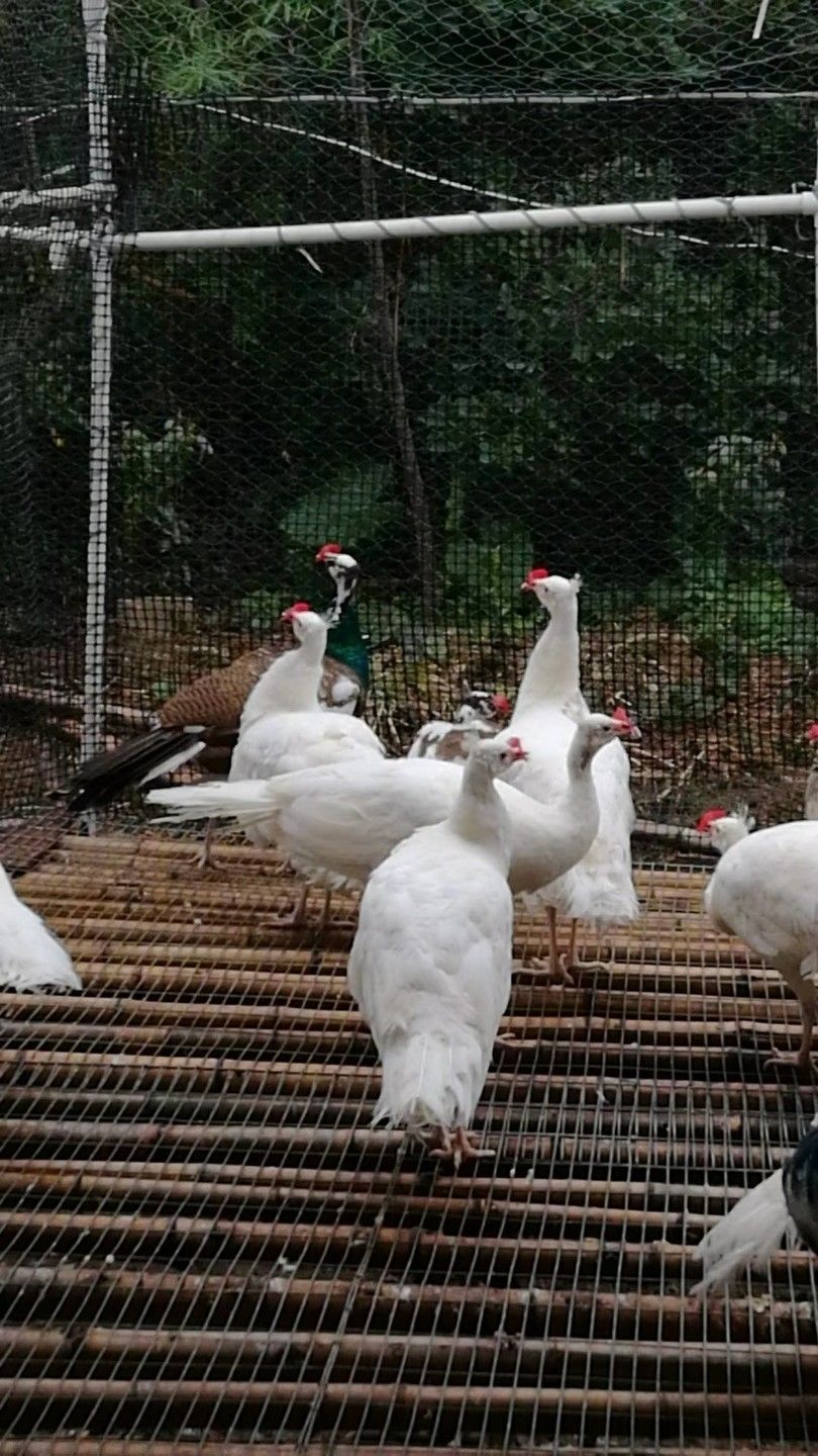 店铺推荐苗孔雀活体白孔雀宠物鸟活体大型观赏鸟全国包活发货两年母