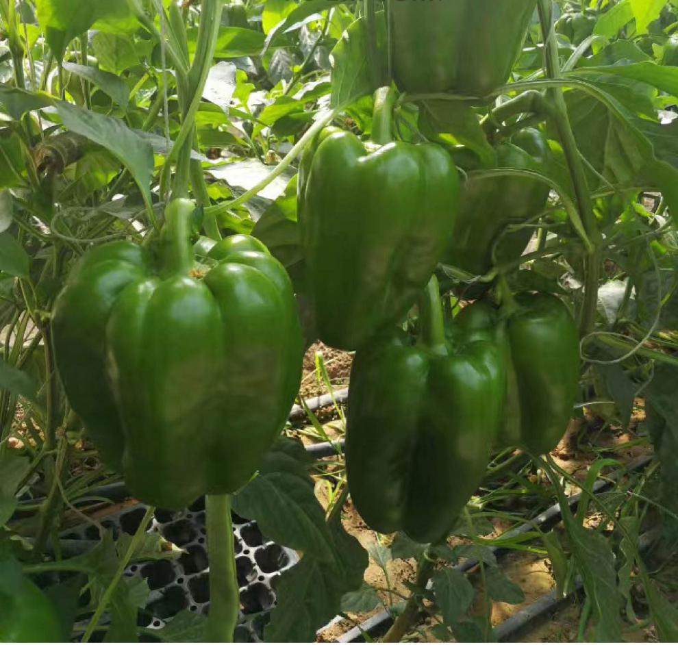 花姬太空椒种子巨型超大辣椒种籽高产甜椒蔬菜籽寿光蔬菜种孑籽农家