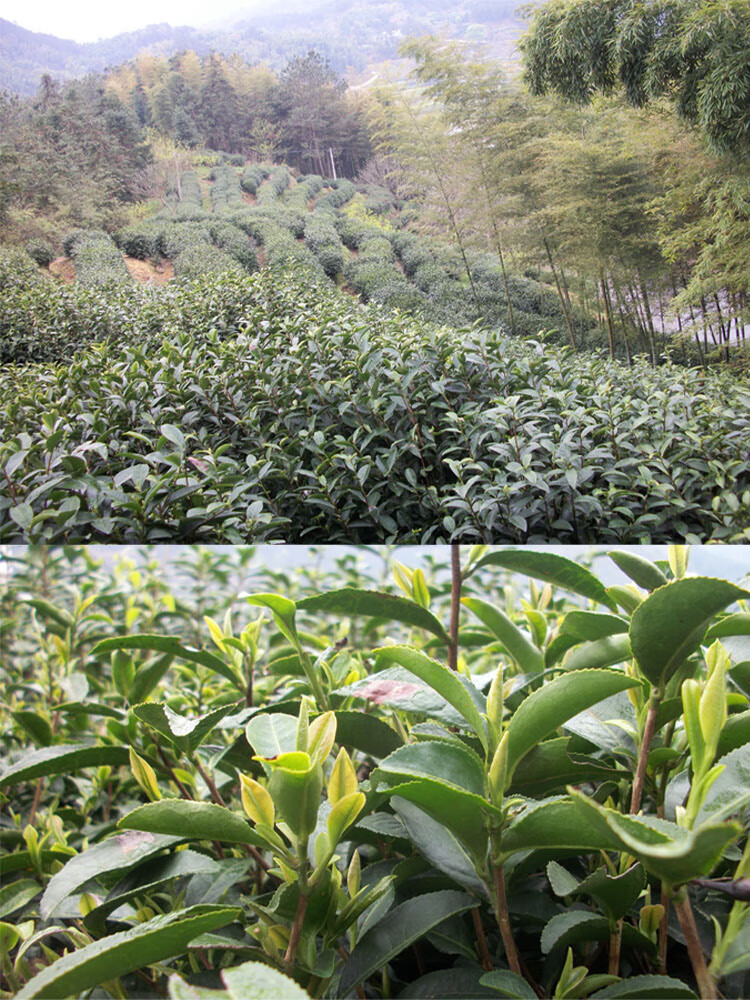 天柱弦月2021年新茶安徽天柱山弦月茶叶潜山彭河玄月毫月炒青名茶绿茶