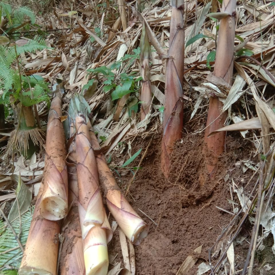 正宗苦笋客家特产广西新鲜现摘苦竹笋甘凉笋10斤去壳过热水