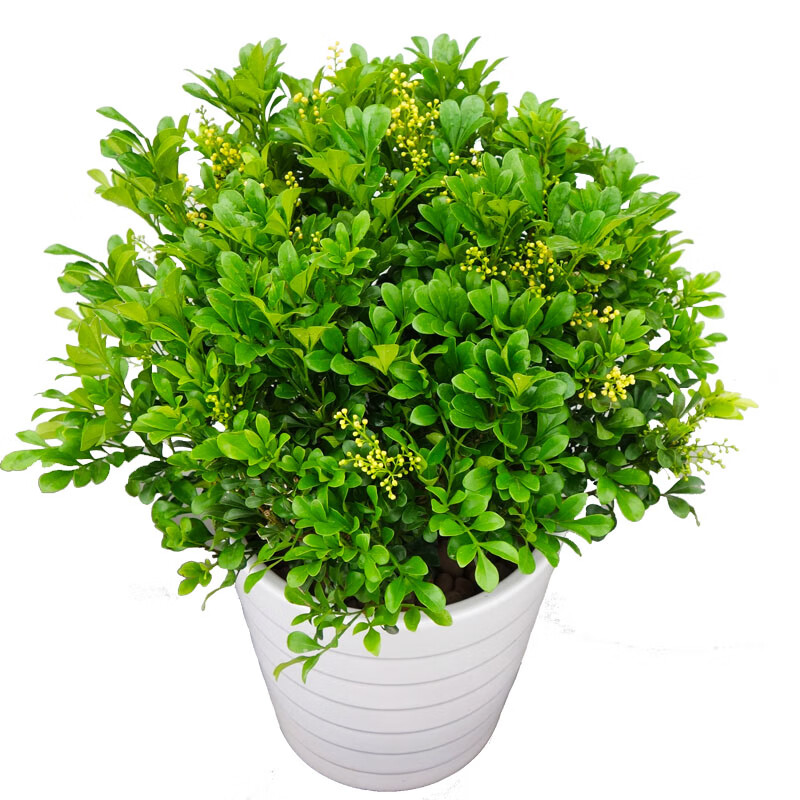 煜伈农资 米兰花 植物 开花很香室内四季开花盆栽阳台窗台喜阳花卉 清