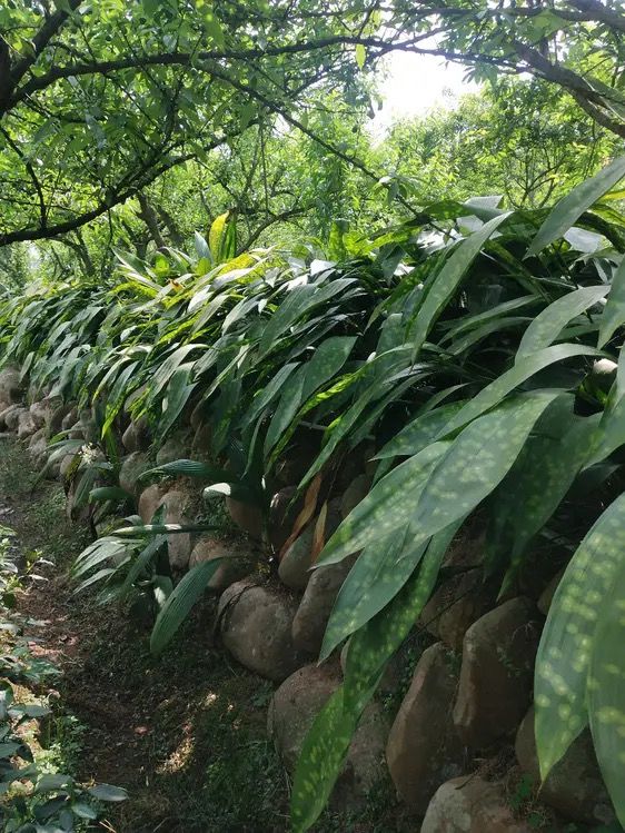 朵蕙四川新鲜粽叶端午包粽子粽叶花粽叶一叶兰粽叶花粽叶大叶现摘发货