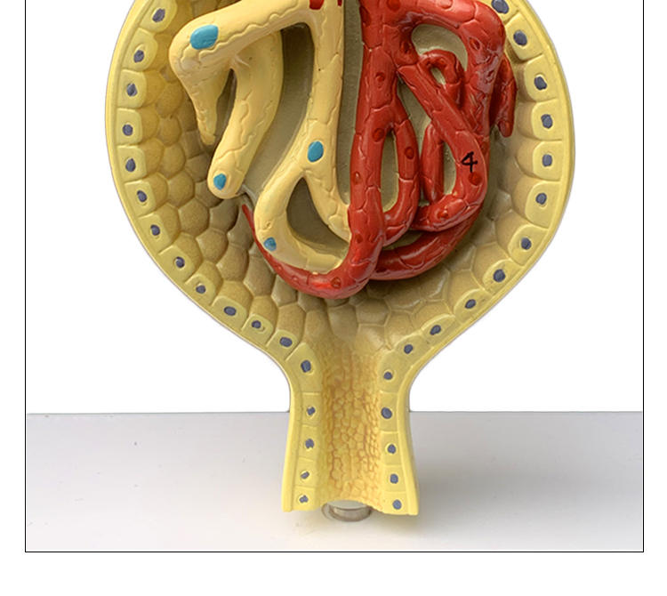 模型内脏肾小球剖面肾小体医院学校教学用演示教具肾小球模型三部件