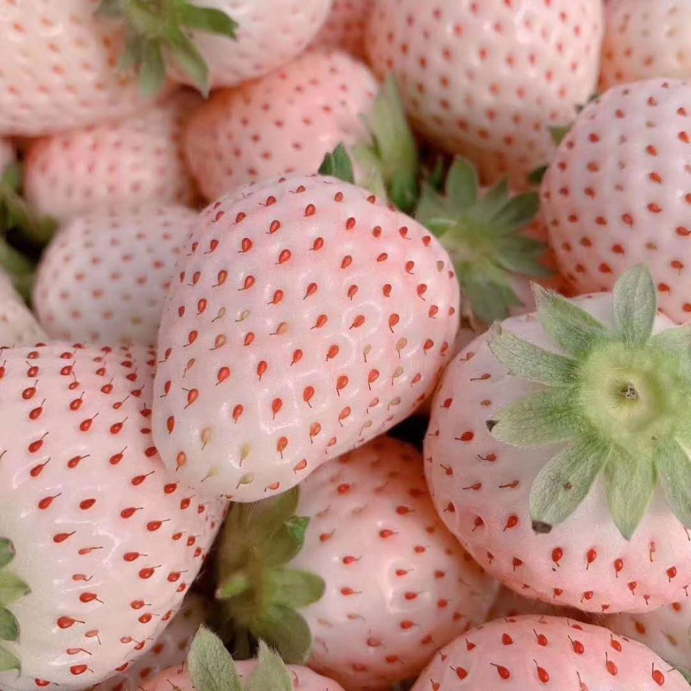 jd物流淡雪白草莓礼盒奶油草莓新鲜孕妇当季水果非日本奈良草莓白色