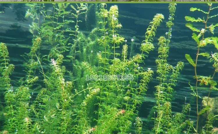 花中酷轮叶黑藻芽苗孢芽苗种子水草种子轮叶黑藻芽孢芽苗草籽水草节节