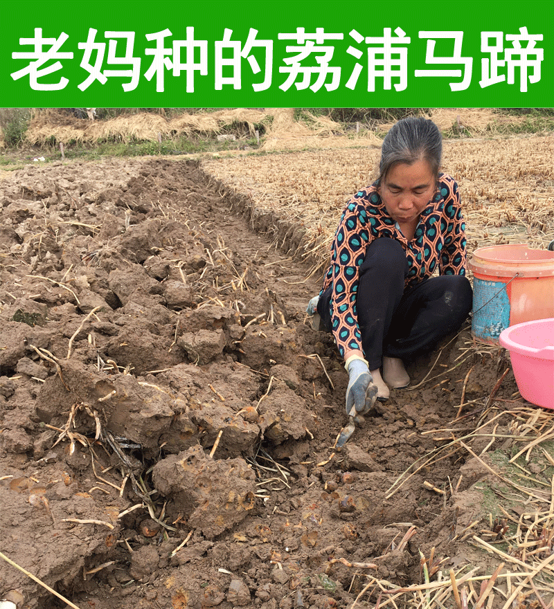 姜芮广西桂林荔浦马蹄苗荸荠种植苗种子脆甜无渣水果高产马蹄苗20棵苗
