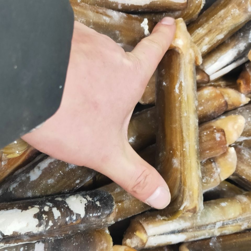 蛏子王竹节蛏子特大只鲜活冷冻海鲜水产贝类酒店食材欧因三袋三斤1218