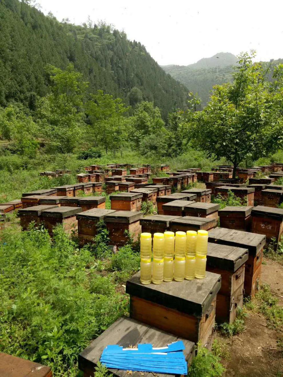 农家蜂蜜农家自产山花蜜洋槐百花蜜自家养土蜂蜜峰蜜 槐花蜜两斤