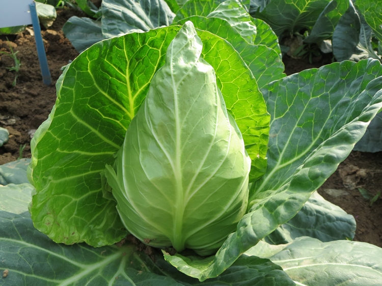 牛心甘蓝包菜种籽春秋冬耐寒四季高产阳台盆栽绿孢子甘兰蔬菜种孑