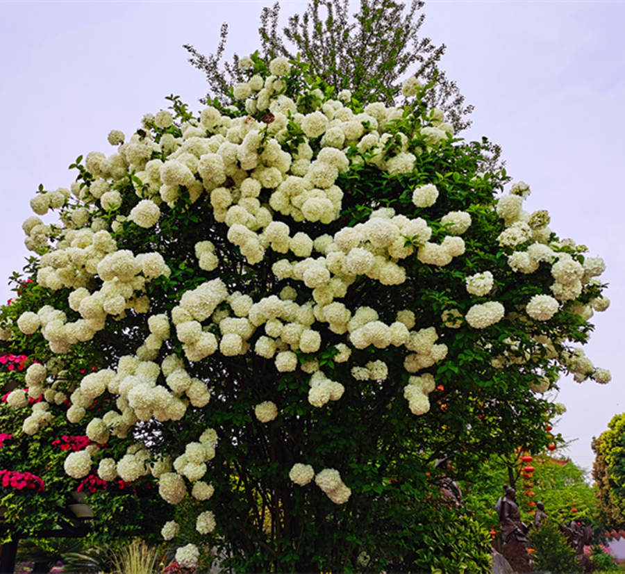 中华木本绣球花苗大花木琼花木八仙花室外庭院地栽盆栽耐热耐寒中华木