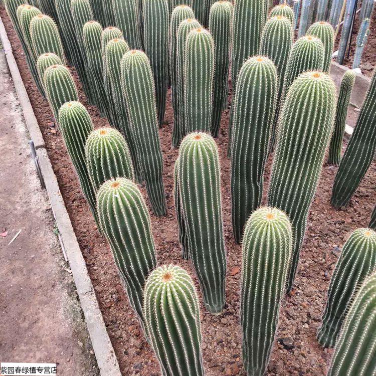 园艺实生大凤龙仙人柱超肥超直盆栽仙人掌仙人球易养美观高1215厘米