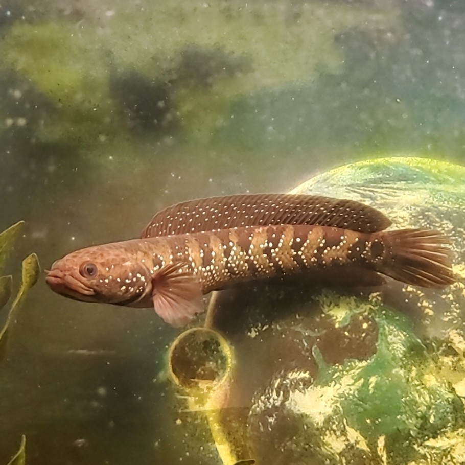 嘉瑰精选七星鱼冷水雷龙鱼观赏鱼淡水大型不打氧好养放生原生鱼月鳢