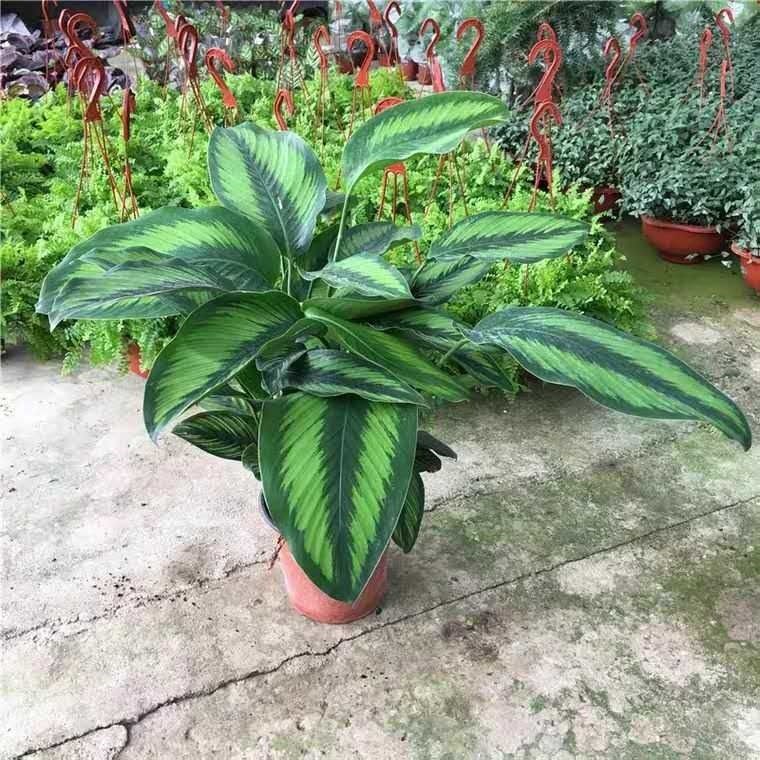 园艺 青苹果竹芋彩虹孔雀室内植物北欧客厅绿植观叶植物 猫眼【高50cm