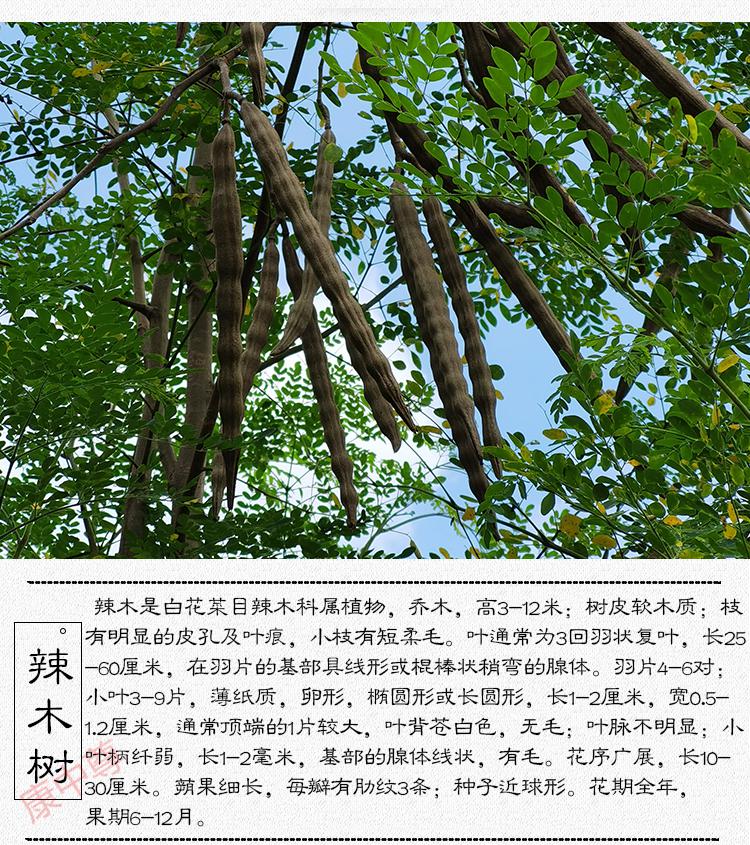 康中尊辣木子茶野生益肝肾养生材500g辣木籽食用的功效非印度