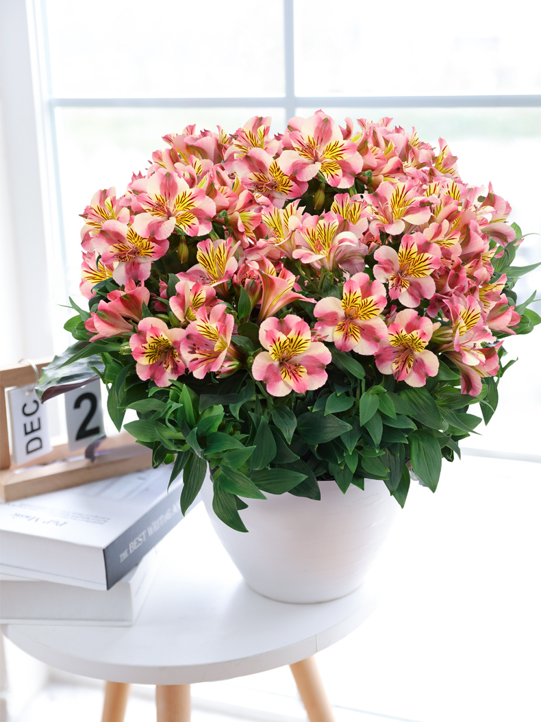 六出花盆栽春季开花庭院阳台花卉多色好养秘鲁水仙百合观花植物 黄粉