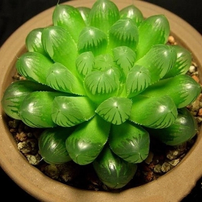 新款 多肉植物 多肉组合盆栽超萌玉露绿植室内花卉含盆 黄丽 不含盆