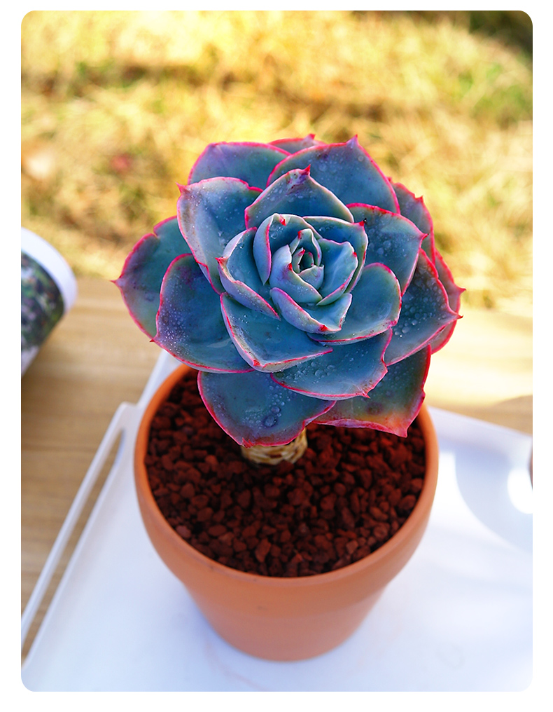 达芬奇密码多肉植物稀有品种大株罕见老桩超大石莲肉肉盆栽好养活