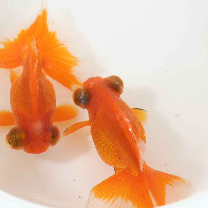 【京东推荐】蝶尾金鱼观赏鱼苗冷水鱼红狮子头好养耐活兰寿淡水鱼活体