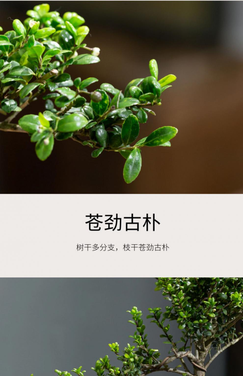 龟甲冬青盆景室内悬崖式植物临水造型中式摆件茶室阳台绿植花卉 蓝釉