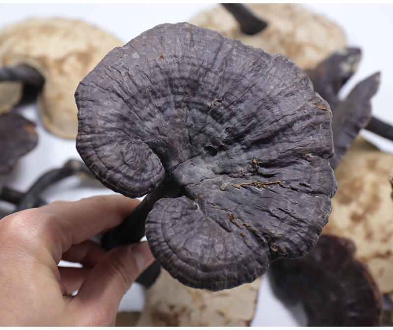 晓楚仁云南黑灵芝250克紫灵芝整枝泡酒泡水煲汤黑芝林芝干货