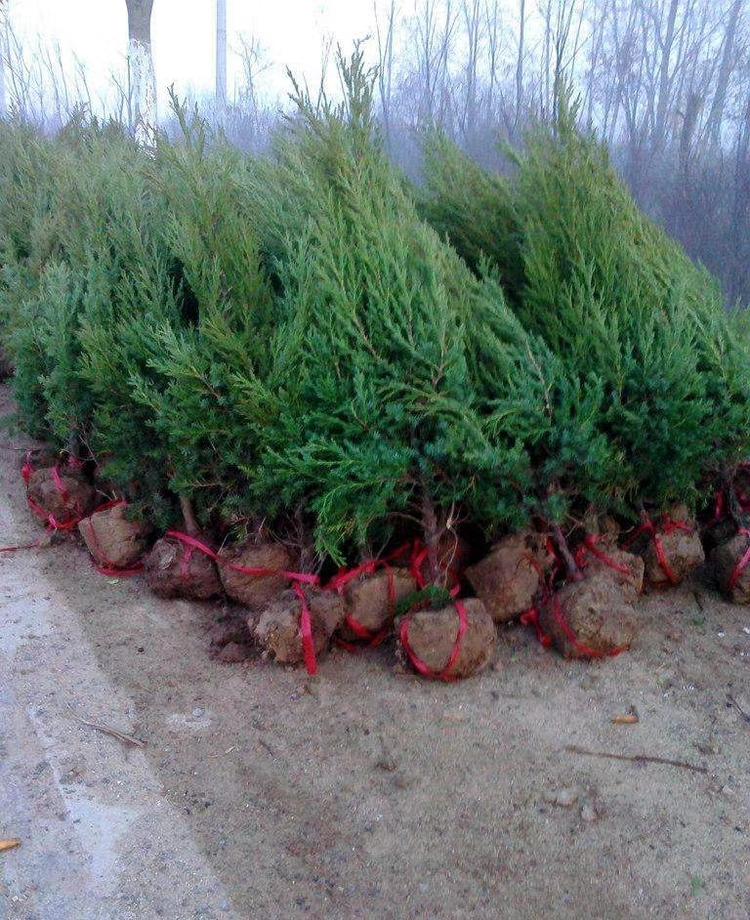 柏树苗松柏塔柏宝塔松侧柏树苗扁柏圆柏松树龙柏苗绿柏树青刺柏6070