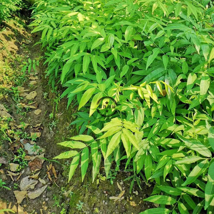 无患子树苗木患子小苗珍贵中药名树绿化庭院 无患子树,高1.