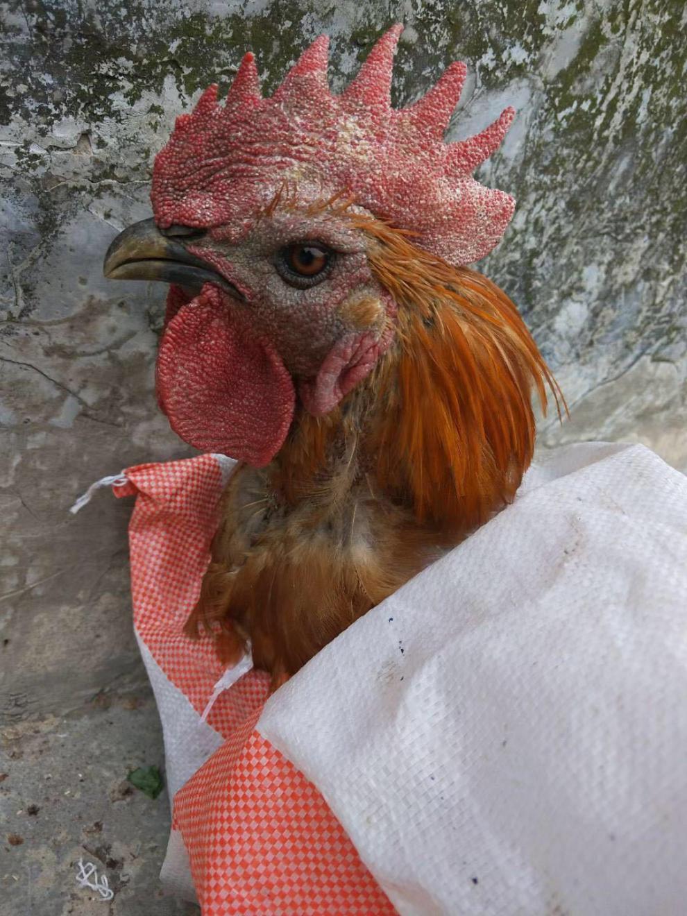 四川宜宾农家自养土鸡散养走地公鸡现杀整只乌鸡-雨林食味 一年公鸡