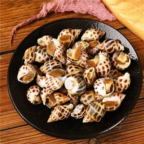 顺丰活冻花螺海鲜大花螺大花螺新鲜大花螺个大无沙肉粒饱满三斤装