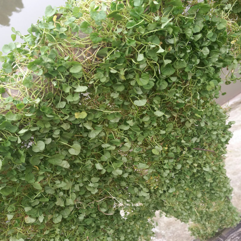 康中尊 金钱草正宗四川野生小叶金钱草溶石中药材化各种结石马蹄金250