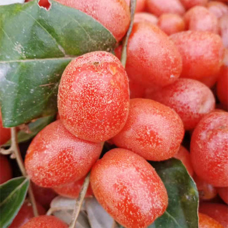 云南水果临沧羊奶果牛奶果牛虱子新鲜水果孕妇水果现摘现发羊奶果500g