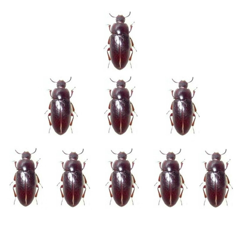 店铺推荐正宗九龙虫洋虫活体幼虫宠物虫长命虫促销20克药食材养殖活20