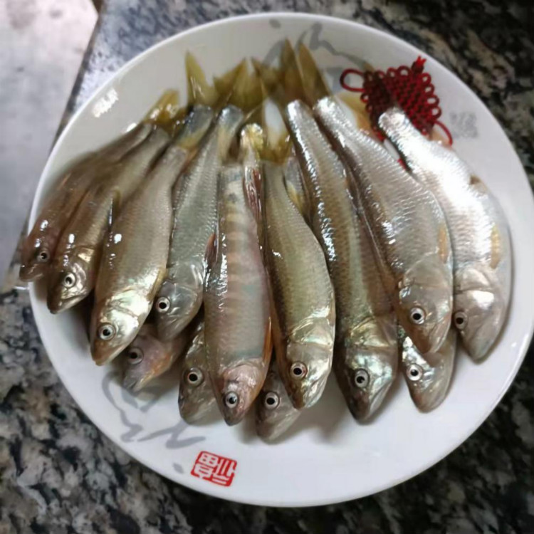 现杀鲜活马口鱼 小河鱼桃花鱼 新鲜溪流鱼 淡水鱼 马口鱼 桃花鱼 半斤
