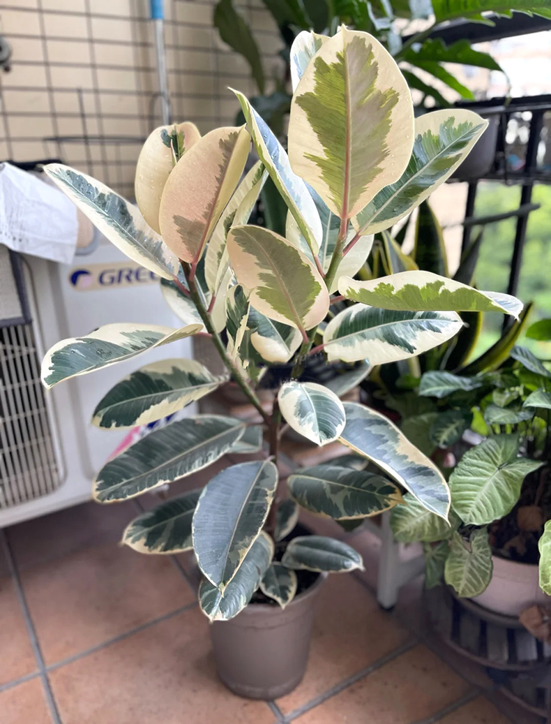 花叶橡皮树黑金刚室内办公室大型绿植观叶四季常青净化空气吸甲醛