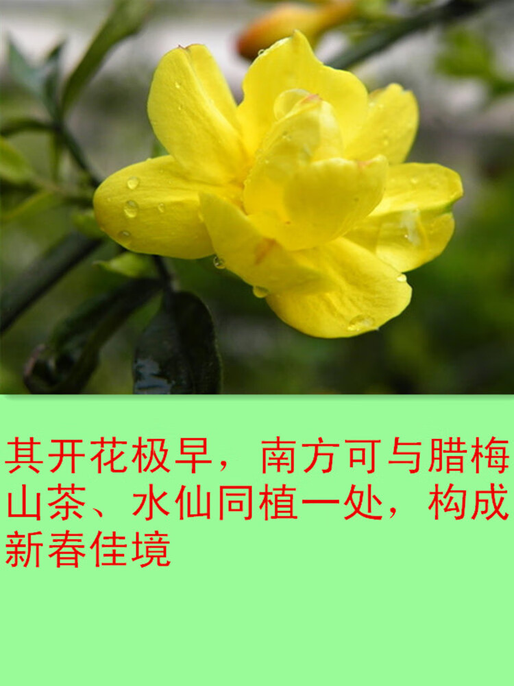 迎春花迎春花苗迎春花植物室外树苗户外盆栽苗地栽苗庭院绿化苗z9迎春