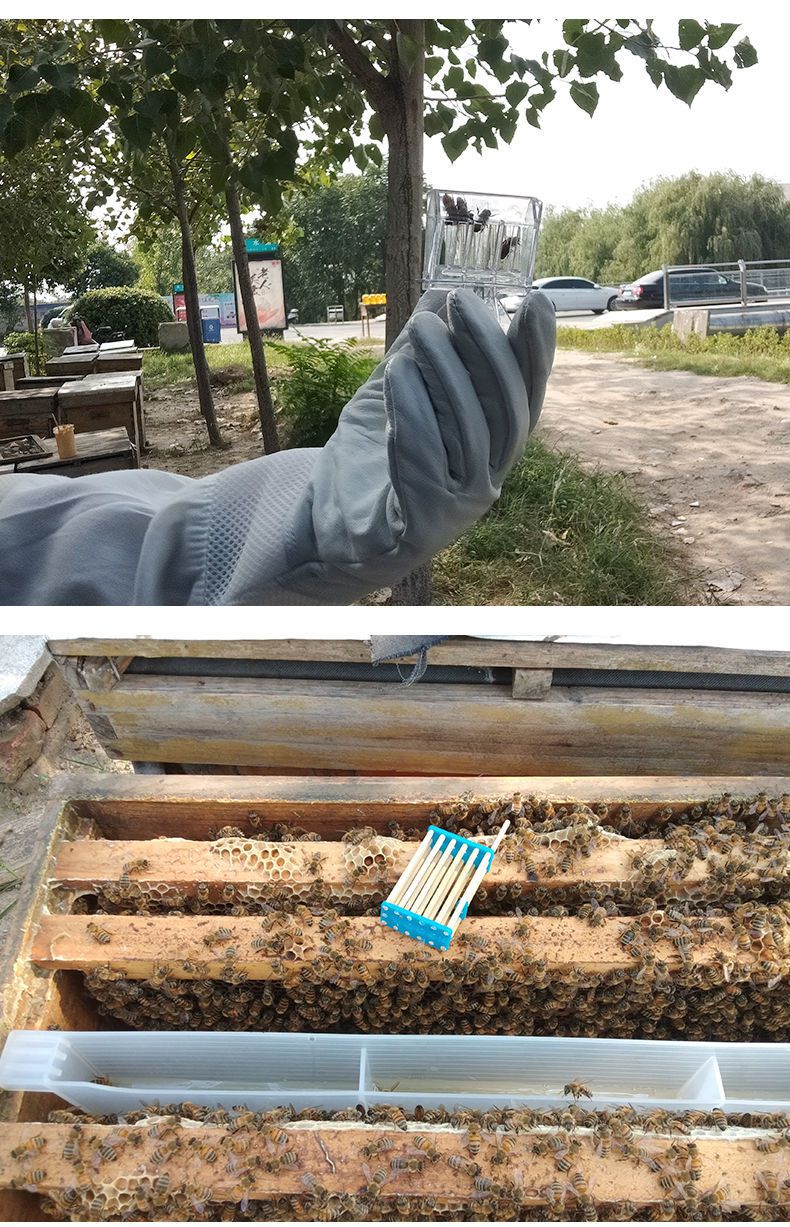 蜜蜂囚王笼蜂王笼竹制收蜂笼中意蜂笼子养蜂专用工具蜂箱蜂具全套中蜂