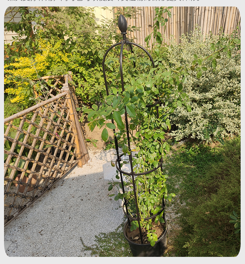 花支架直款月季架爬藤架花盆支架高款室外园艺庭院铁艺支撑花架直径
