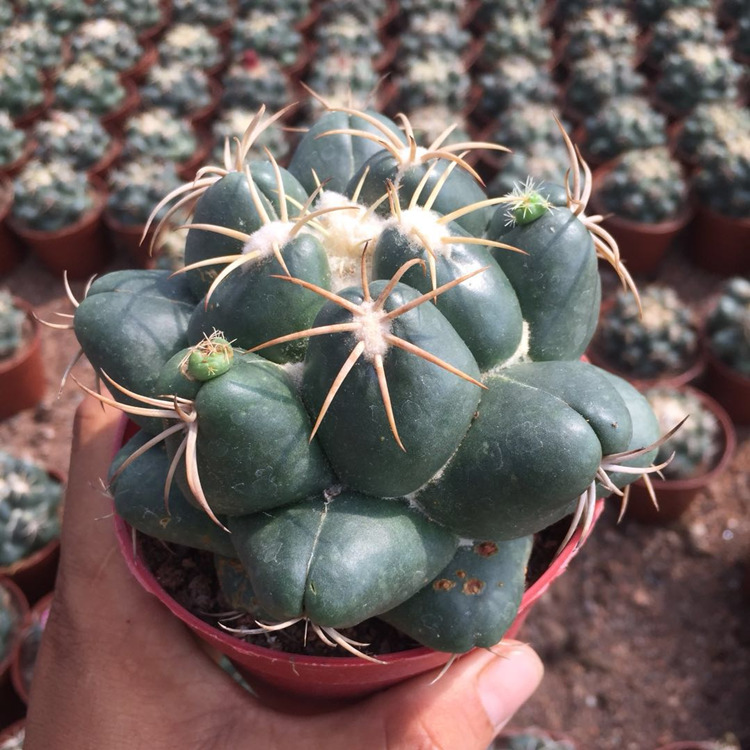 巨象仙人球盆栽室内短刺仙人掌科开花桌面肉肉植物 巨象8-10cm 裸根不