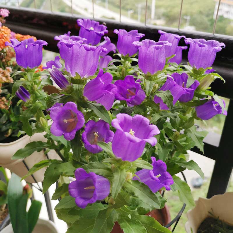 大花灯笼花铃铛花阳台窗台网红花卉风铃草植物铃兰梦露风铃花中树脂