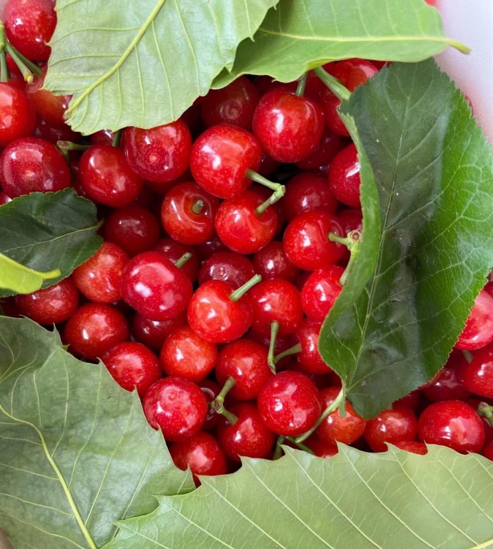 顺丰空运现摘攀枝花小樱桃现摘应当季孕妇水果小樱桃2斤3斤l24mm以下