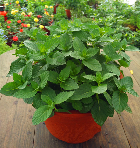 留兰香薄荷柠檬薄荷香槟巧克力薄荷盆栽食用香草可入菜皱叶香薄荷小盆