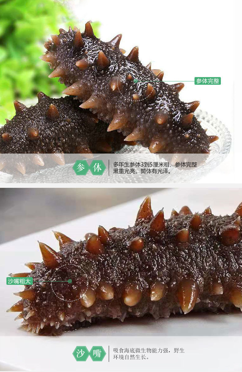 叁好岛即食海参大连刺参辽宁底播鲜食海参速冻独立真空