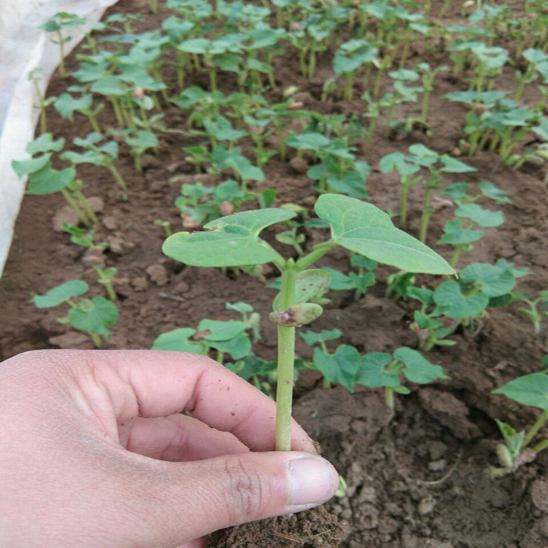 园艺 四季豆苗 扁豆苗 眉豆苗 红色扁豆角苗 眉豆苗10颗 不含盆
