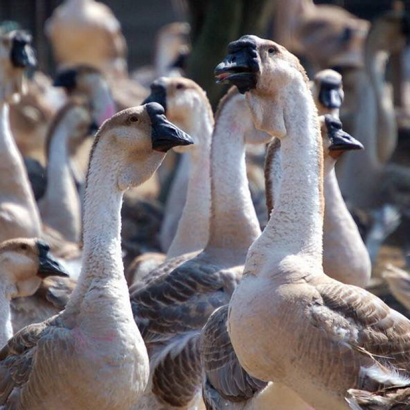 巨型特大种纯种正宗汕头灰狮头饲料青年大鹅 单只15斤左右的灰狮头鹅