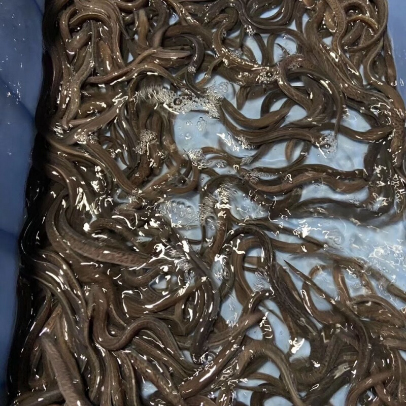 【京东推荐】花鳗苗白鳝鱼苗鳗鱼苗淡水活体河鳗苗鳗鲡白鳗鱼苗青鳝