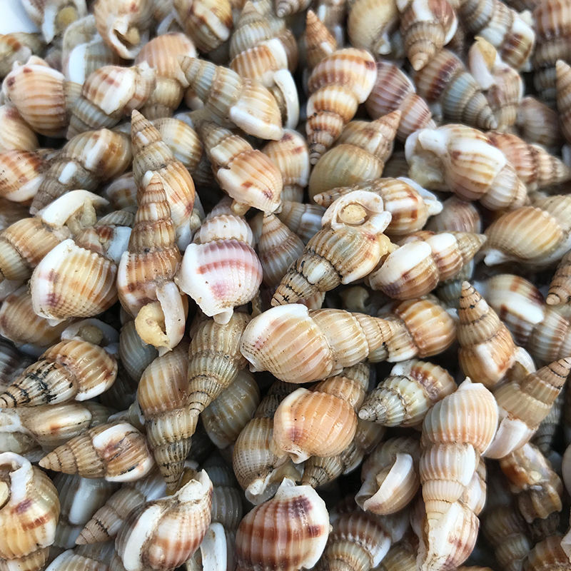 鲜活速冻尖螺螺丝钉螺冷冻海锥烧烤夜宵海鲜冰袋保温箱发货冷链一斤