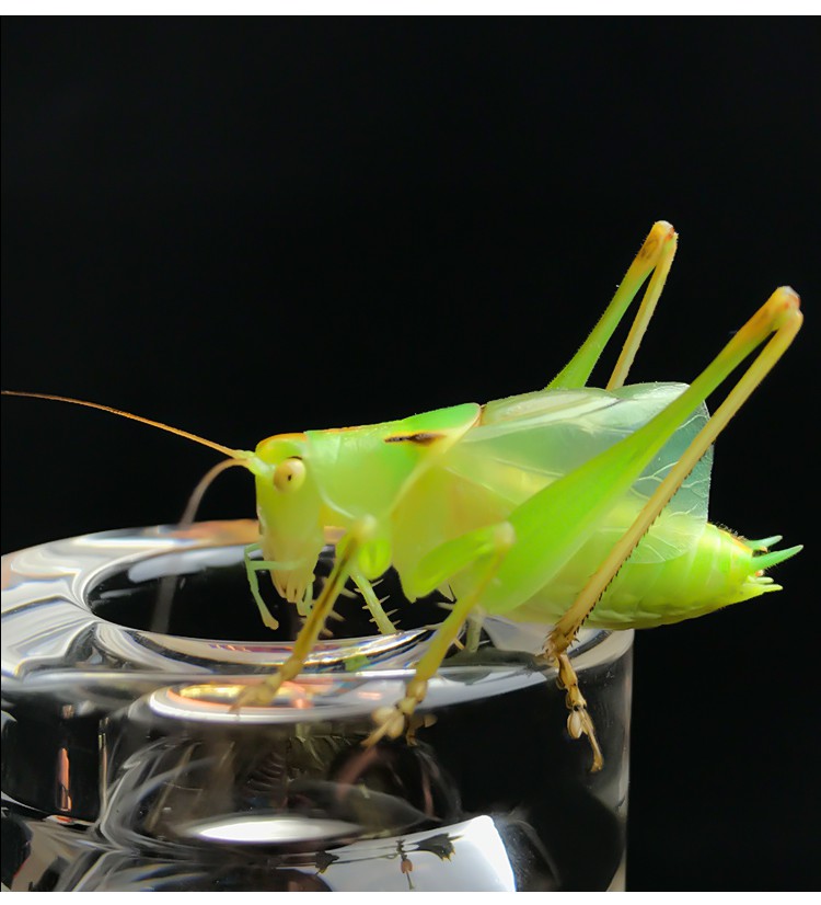 【宠医推荐】荣郁 新脱扎嘴鸣虫翠绿活体螽斯吉尔姐儿纺织娘翠绿精品