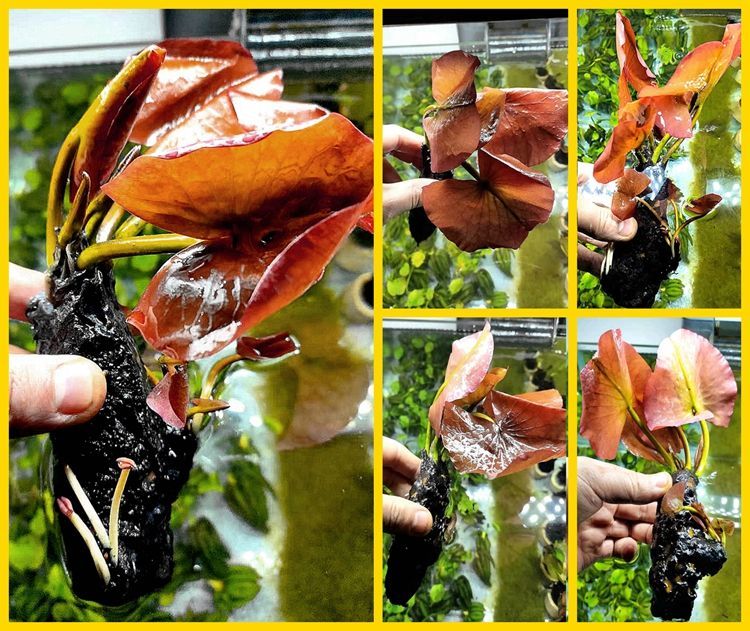 易养耐养水族箱水草缸鱼缸装饰造景活体真水草活体淡水植物红荷根 红