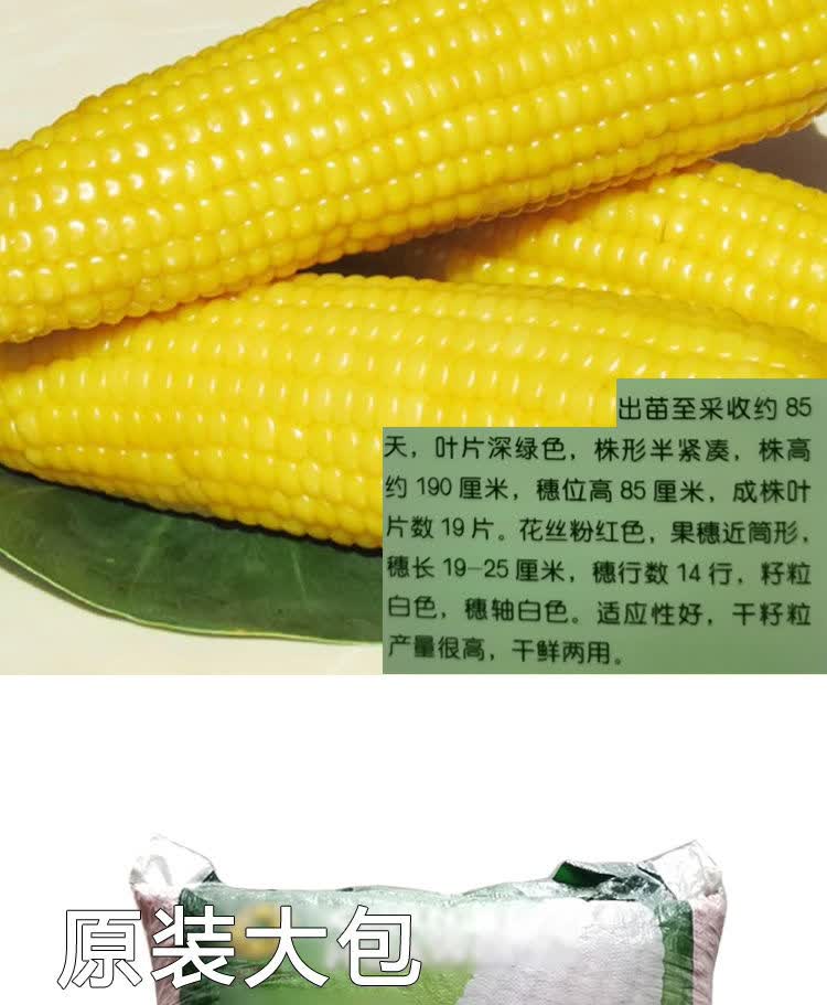 香甜白糯玉米种子黄甜水果玉米种籽南方北方高产鲜食玉米种子批发黄甜