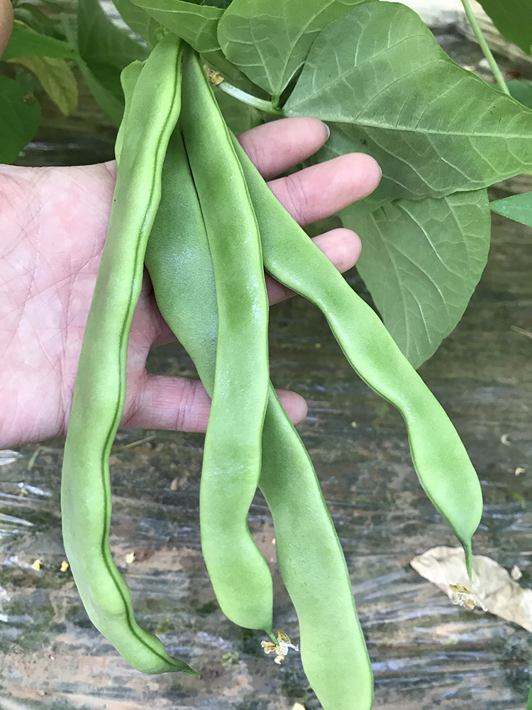 扁豆角新鲜扁芸豆豆角四季豆刀豆新鲜蔬菜农家种植现摘生鲜团购送礼